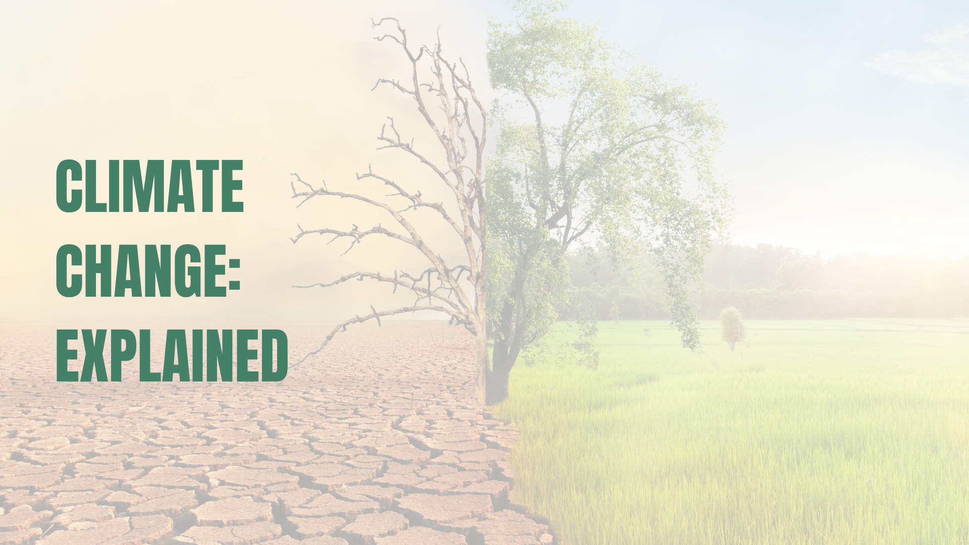 Tree showing climate change - dry desert conditions vs fresh green land