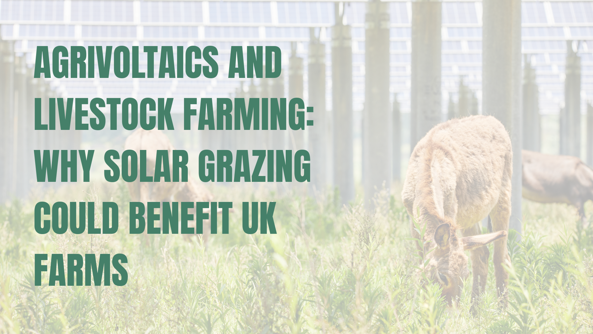 Agrivoltaics and Livestock Farming: Why Solar Grazing Could Benefit UK Farms